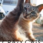 「CRAZY CATS」8月8日（水）〜8月12日（日）