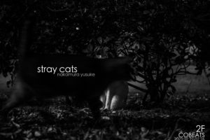 stray cats